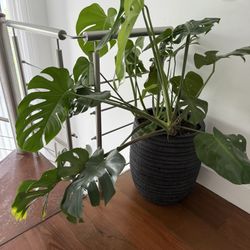 Huge cheese Plant With Stone Pot