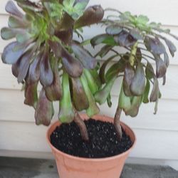 Aeonium Succulent Plant 🪴 