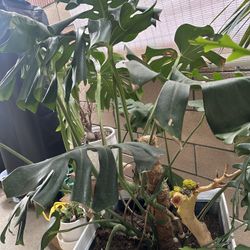 Very Healthy Plant