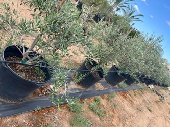 Potted Swan hill variety Olive Trees – Set of Several
