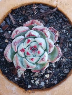 Succulent CATS CLAW PLANT 