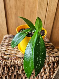 Hoya "Pubicalyx" (Yellow pot)
