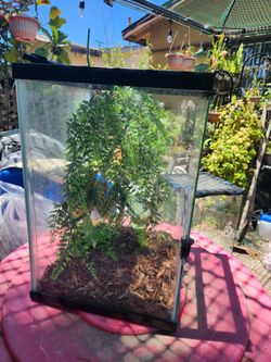 Terrarium  for chameleons.  scorpions  tarantula