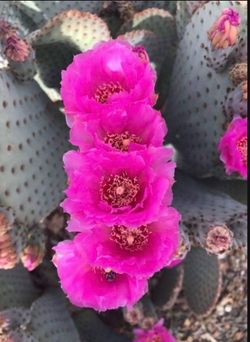 Beavertail Cactus - Opuntia basilaris