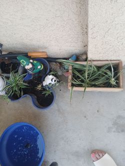 Baby spider plants