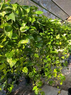 Neón & Golden pothos in 8” hanging baskets. SPECIAL PRICE 🤩