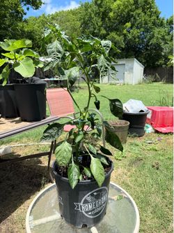 Ancho grande  poblano pepper