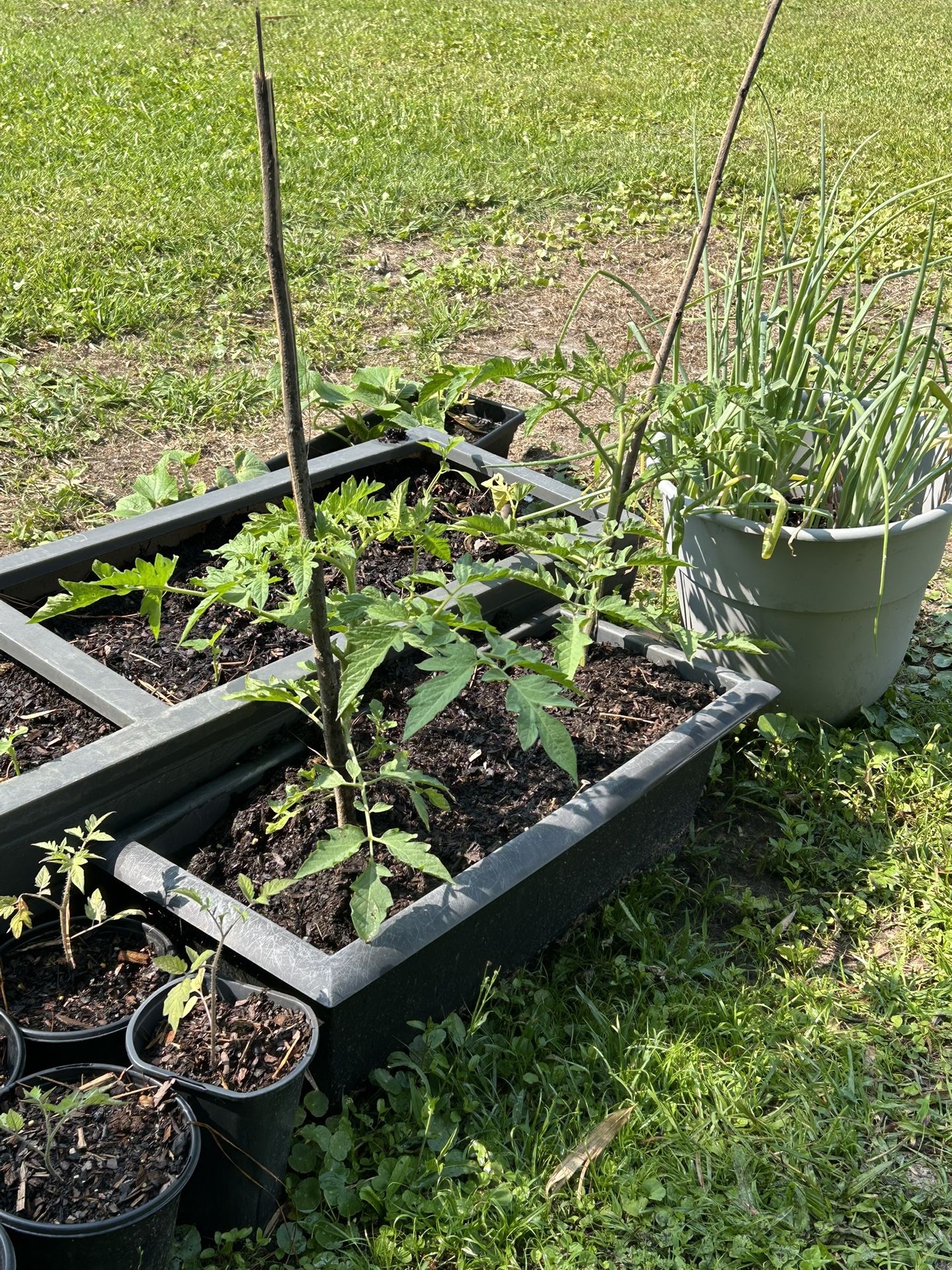 Veggie Plants For Sale