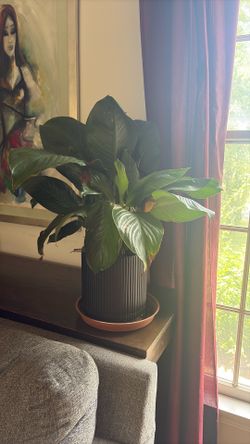 Plants