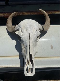 Water buffalo skull