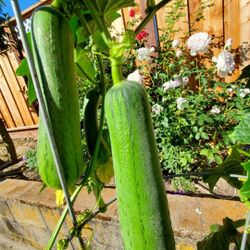 15 Seeds (Rare), Meaty Loofah/Luffa Seeds