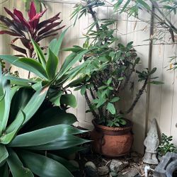 Plant