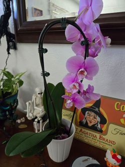 Orchid Plant