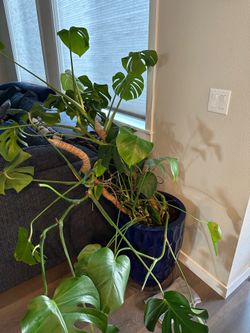 Huge monstera plant with pot