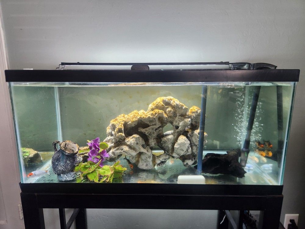 fish tank 