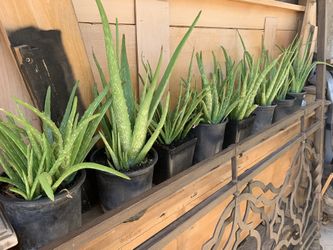 Aloe Vera Plants 🪴