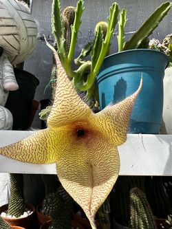Planta Stapelia flor grande