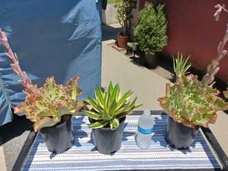 Sorted  SUCKULANT  PLANTS
