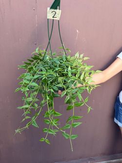 6” hoya bella