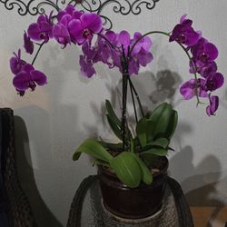 Arreglos De Orquídeas 
