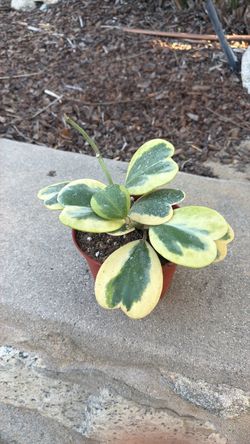 Plants interior