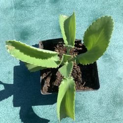 Mexican Hat Succulent Plant