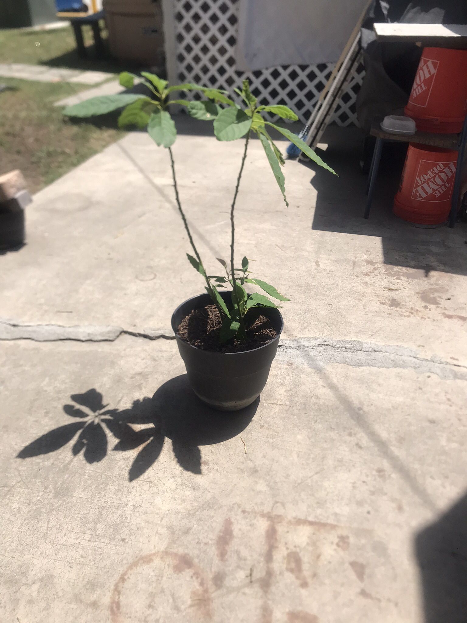 Plants