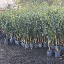 Queen Palms 10" Pots 5-6 Feet When Planted