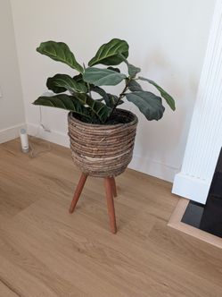 Decoration: artificial fiddle-leaf fig plant