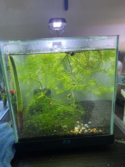 2 1/2 Gal Cube Tank
