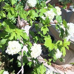 Hydrangea plant.
