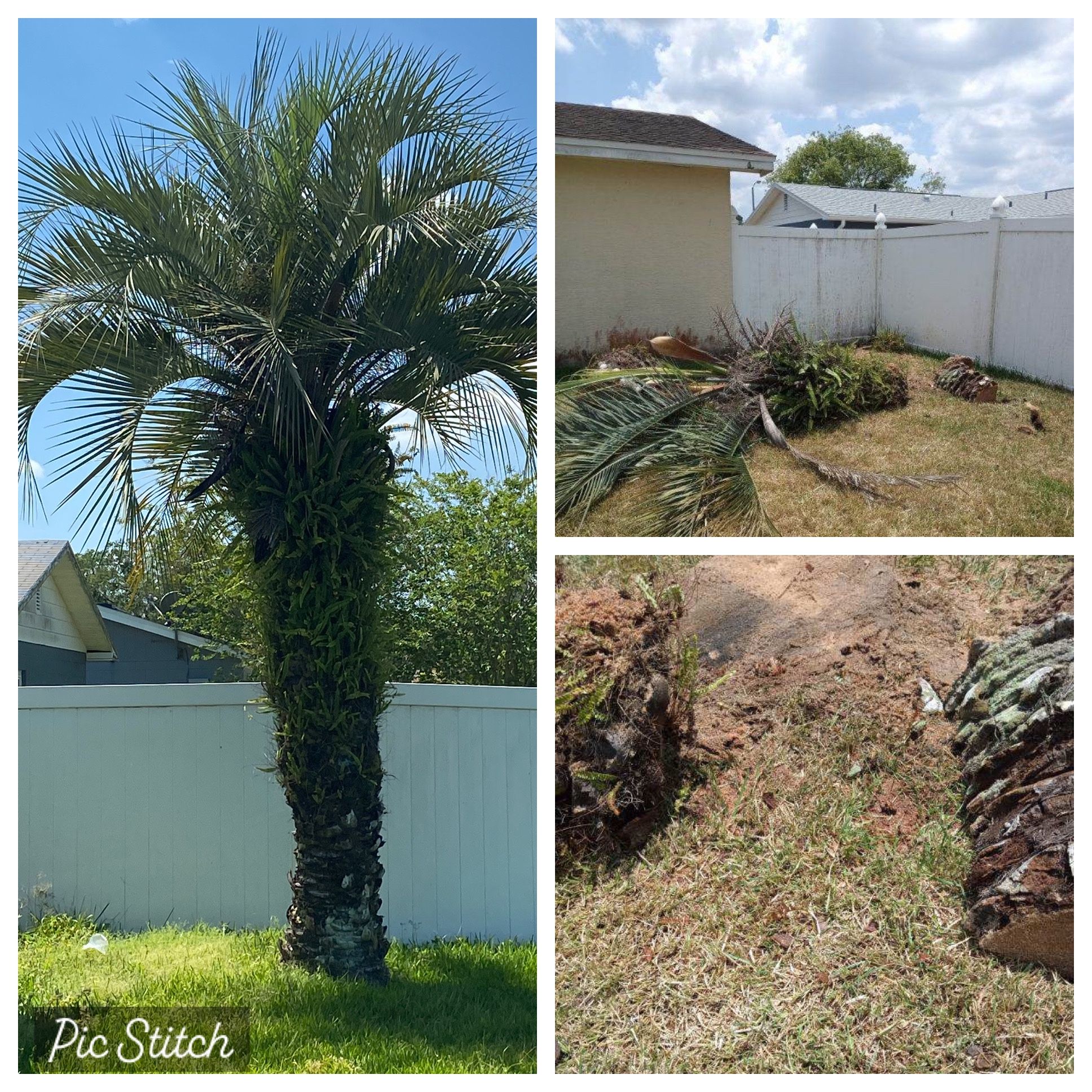Tree Work
