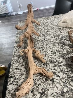 Reptile Branch