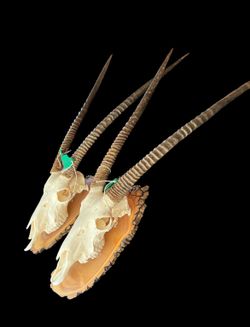 51” Antelope Horns Skull Taxidermy Gothic Horror Halloween Authentic Bone Two Available 