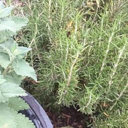 Rosemary Plants.