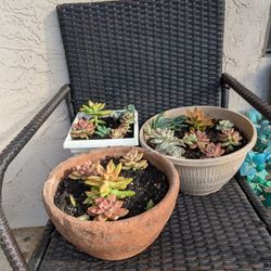 Pot With Succulents 