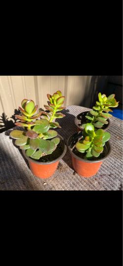 Jade Plant Succulents in Pots