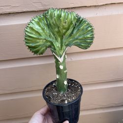 5” Mermaid Tail Cactus