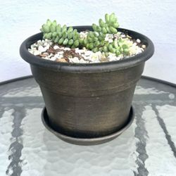 Baby burro's tail For Sale 🪴🪴🪴