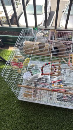 Three budgies birds, cage,accessories and two nests with big bag of food for 120