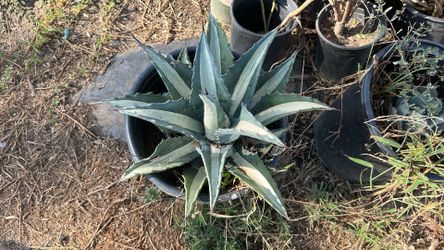 Agave