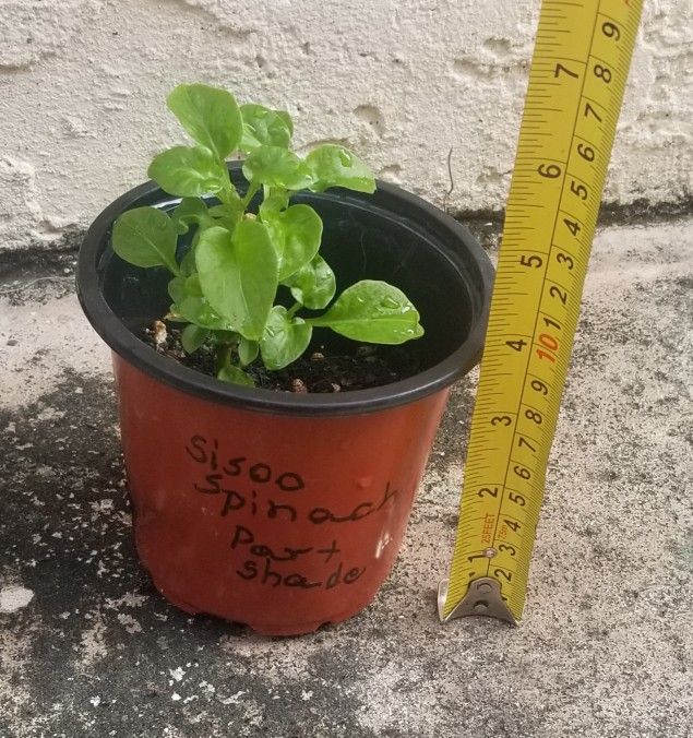 Sisoo Spinach Starter Plant,  Live 