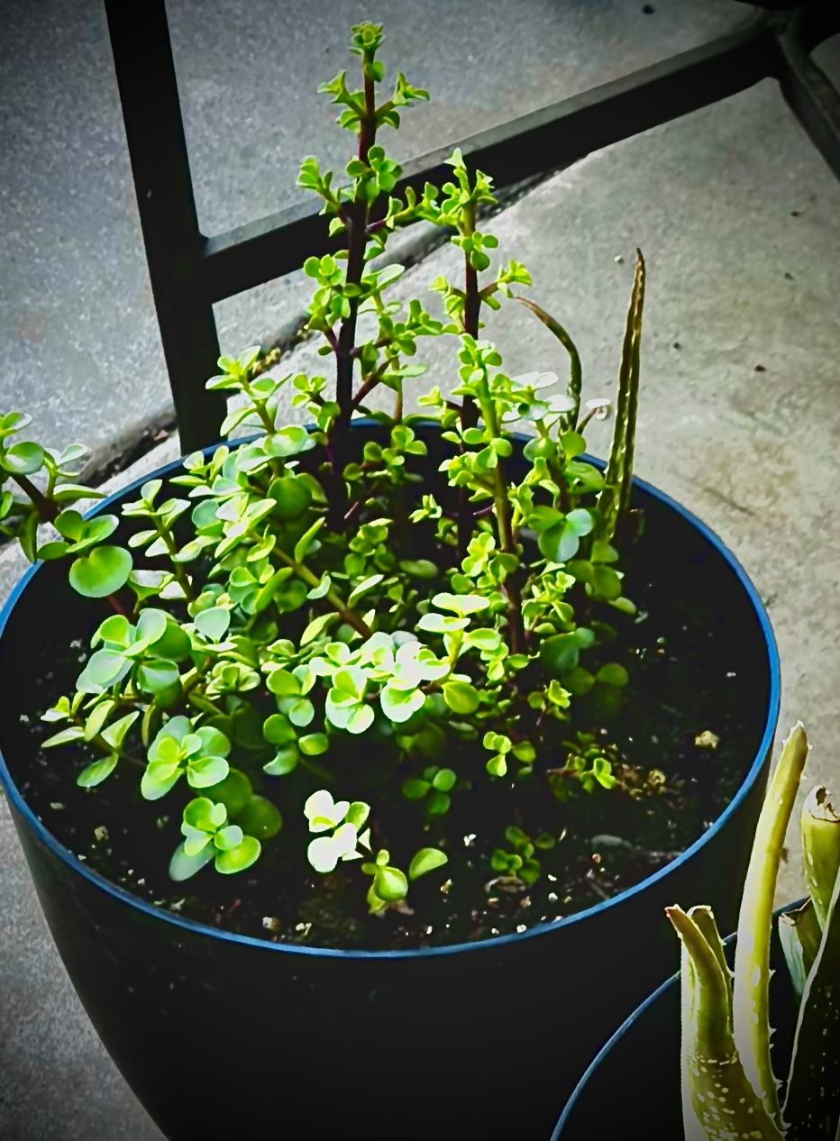 Elephant Food Succulent