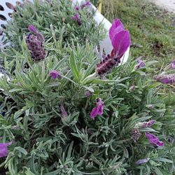 Large Lavender Bushes Full Sun Perennials 