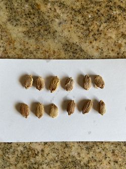Bitter Melon Seeds
