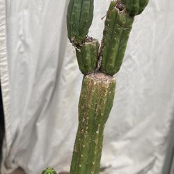 San Pedro Cactus Echinopsis Trichocereus Plant, In 5 Gallons Pot Pick Up Only