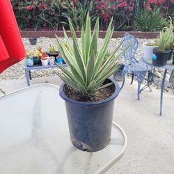 12" Agave Plant
