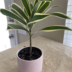 Dracaena Plant