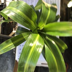 Corn Plant (Dracaena )