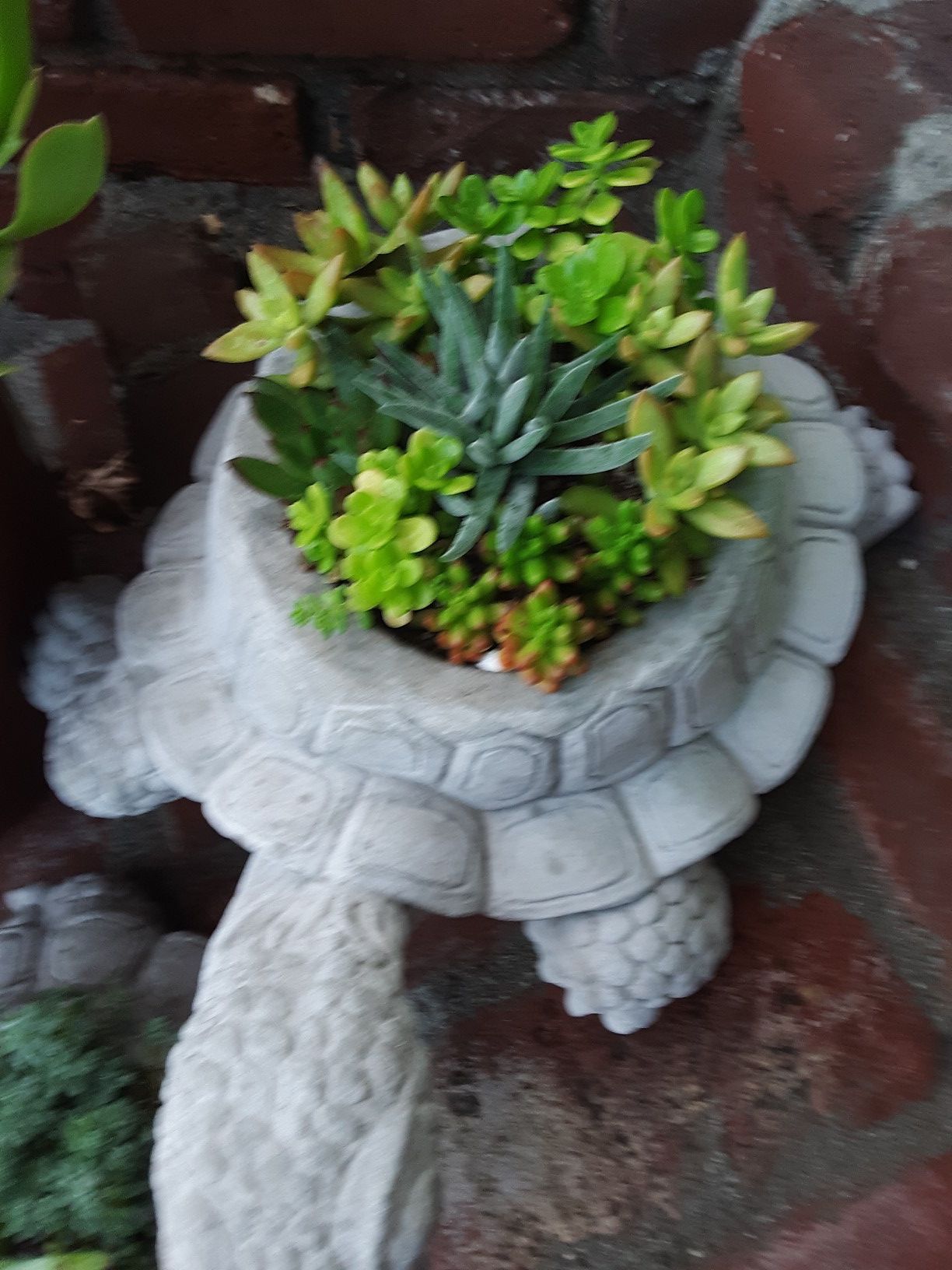 18" cement turtle planters with succulent plants $21 each